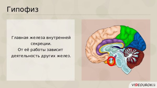 Гипофиз железа внутренней секреции