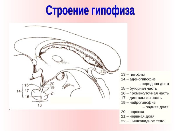 Строение долей гипофиза