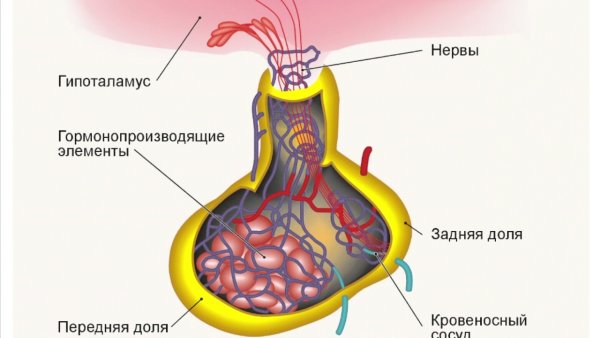 Гипоталамус гипофиз яички