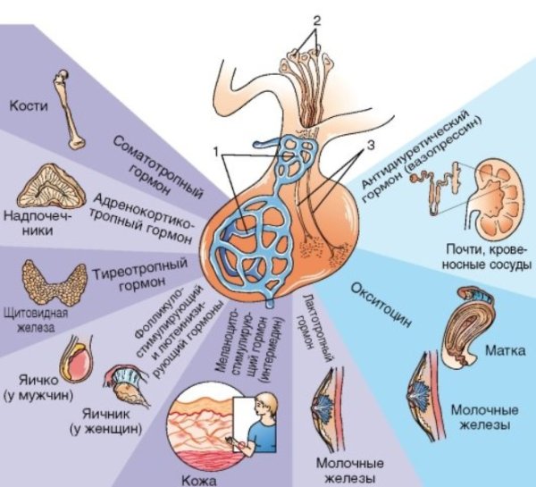Гормоны гипофиза и органы мишени