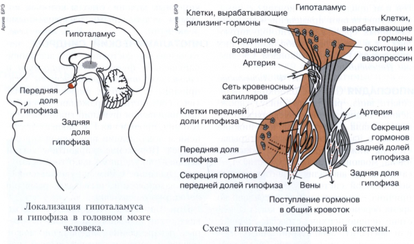 Схема строения гипоталамо гипофизарной системы