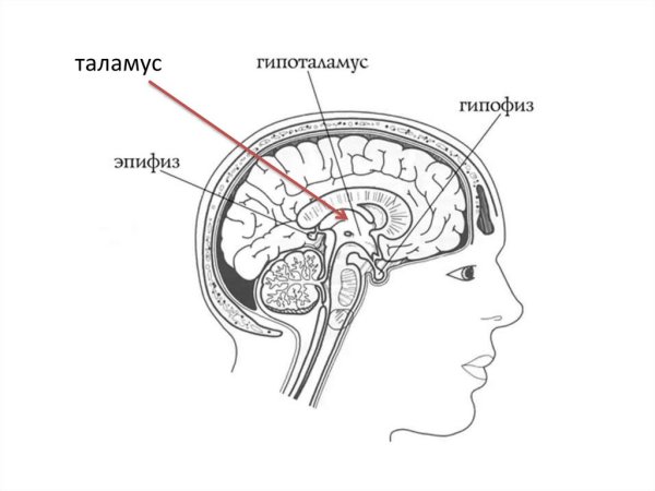 Таламус, шишковидная железа и гипофиз