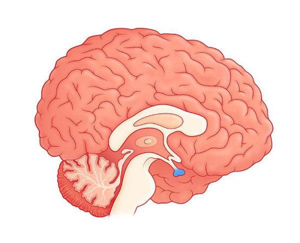 Мозг человека гипофиз