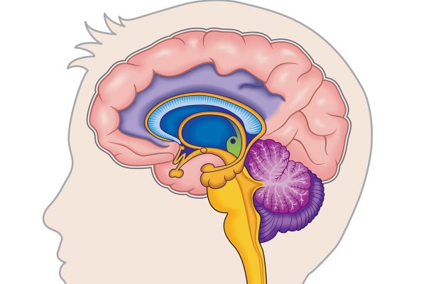 Гипоталамус в мозге