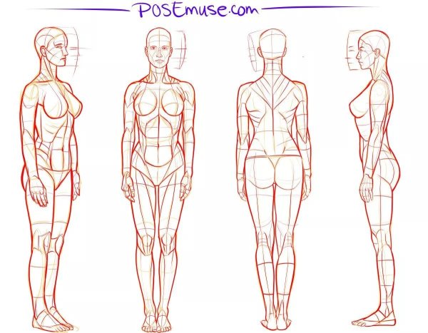 Пропорции женского тела референс