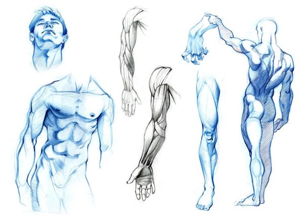 Анатомия человека референс