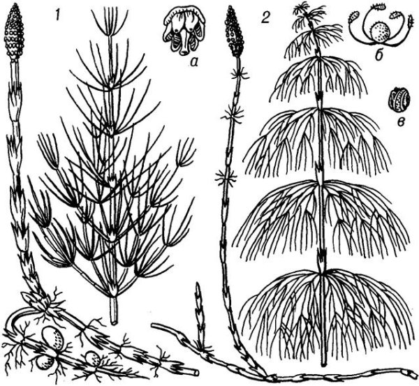 Хвощ полевой Луговой Лесной