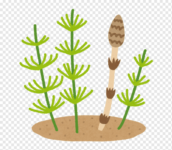 Хвощ полевой рисунок