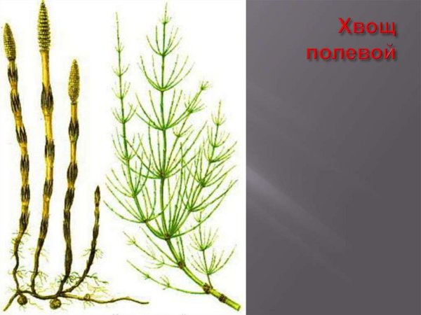 Хвощ Луговой стробил