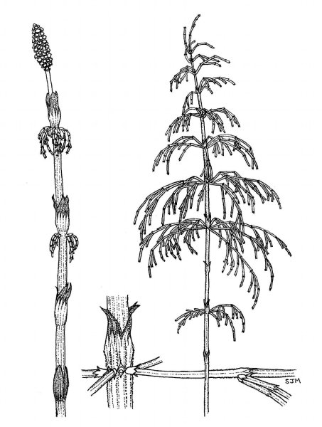 Хвощ полевой рис черно белый