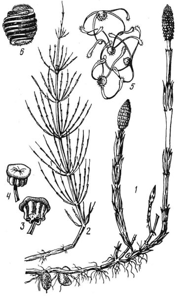 Хвощ полевой рисунок