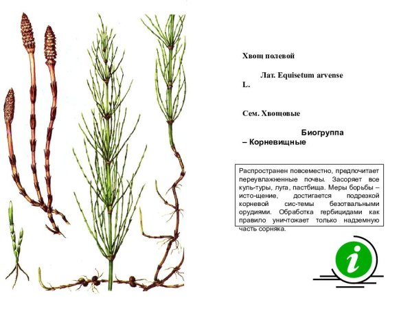 Хвощ полевой рисунок