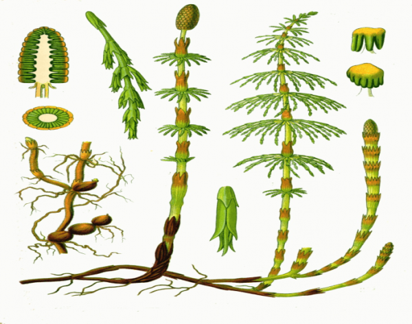 Хвощ полевой растение