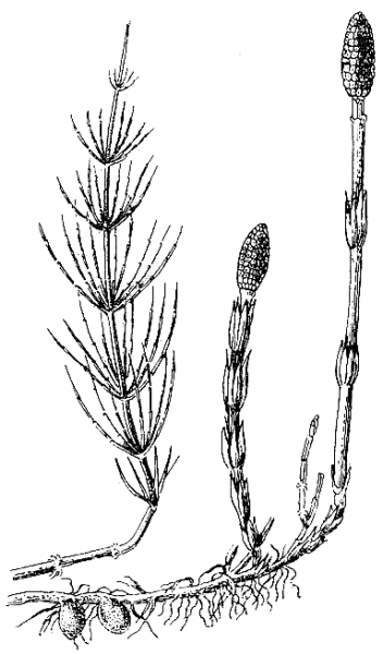 Хвощ полевой