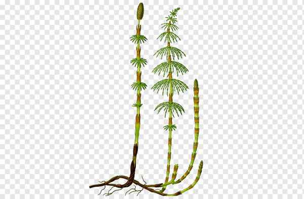 Хвощ полевой Ботанический рисунок