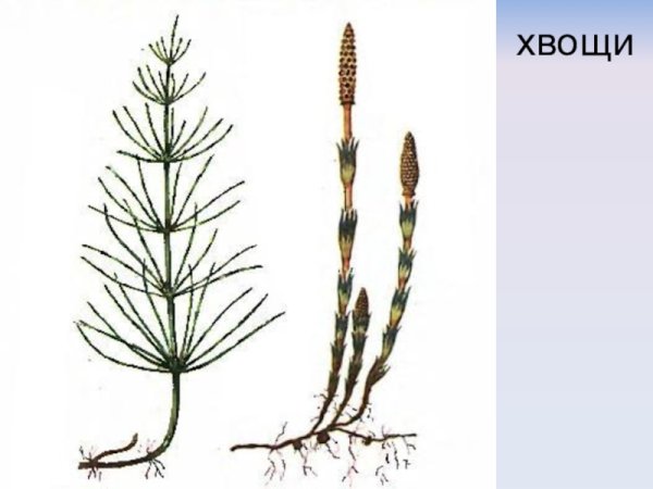 Хвощ полевой корень