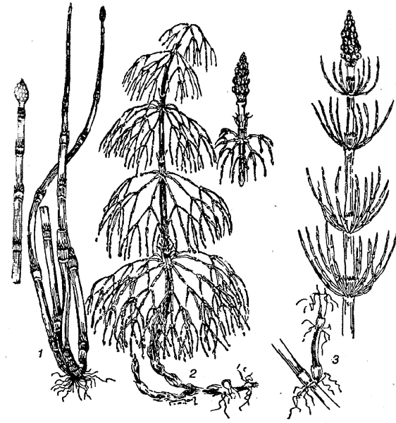 Хвощ полевой ГФ