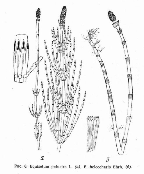 Хвощ полевой ботаника