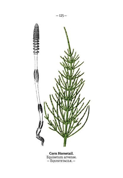 Хвощ полевой ботаника