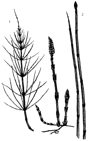 Строение весеннего побега хвоща полевого