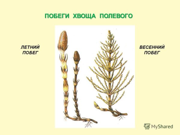 Хвощ топяной рисунок