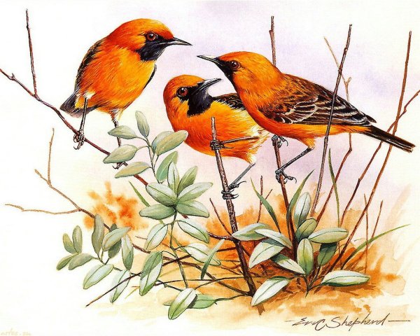 Художник Эрик Шеферд