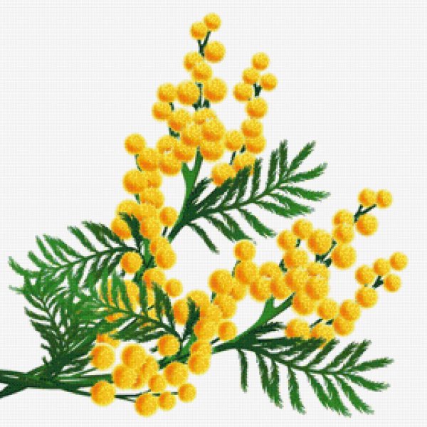 Веточка мимозы для детей