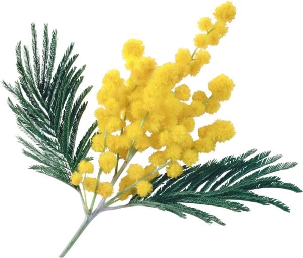 Мимоза ватными палочками