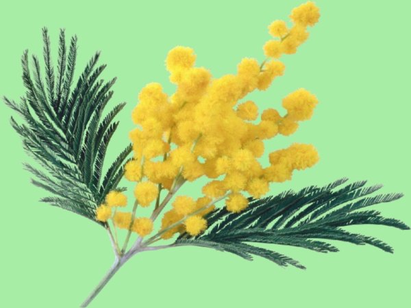 Мимоза акварель Mimosa