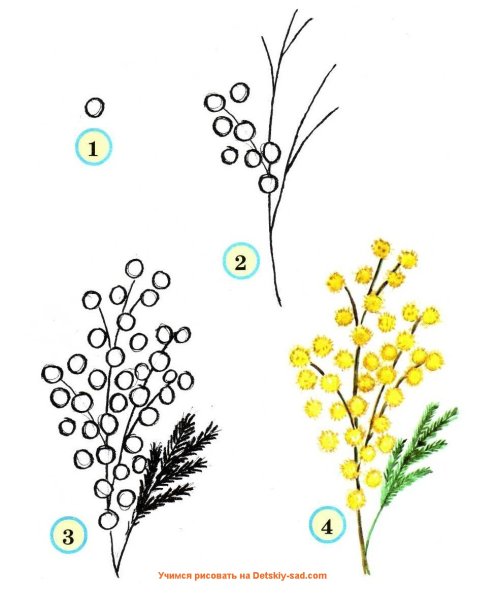 Мимоза цветок