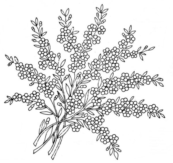 Веточка мимозы