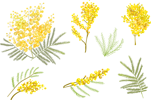 Мимоза рисунок красками