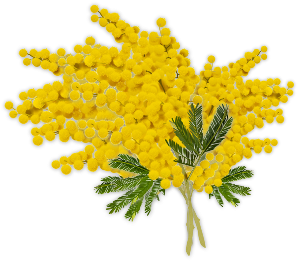 Ветка мимозы ватными палочками
