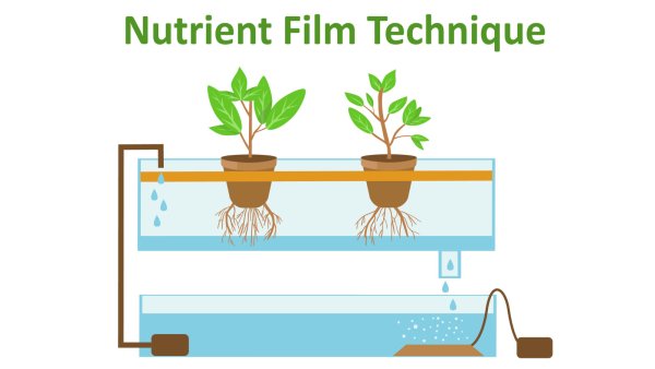 Аквапоника марихуана