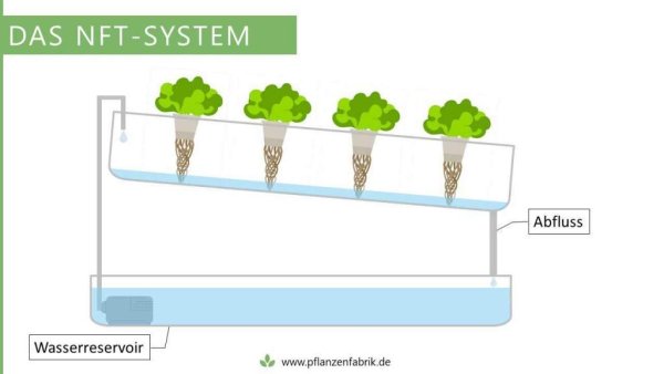 Популярные NFT проекты