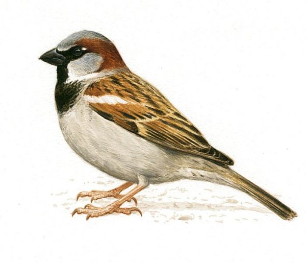 Воробей для дошкольников