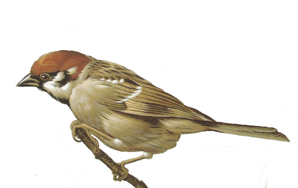 Воробей на белом фоне