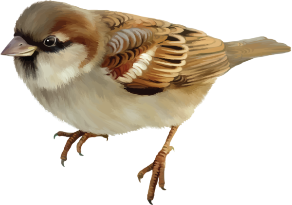 Воробей на белом фоне