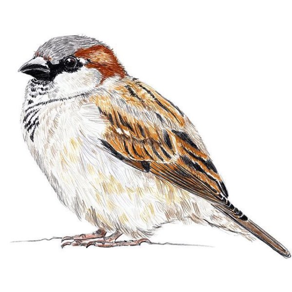 Воробей цветными карандашами