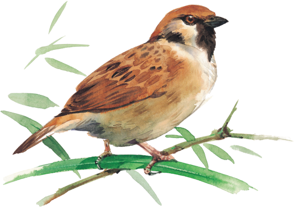 Воробей рисунок