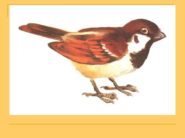 Воробей рисунок