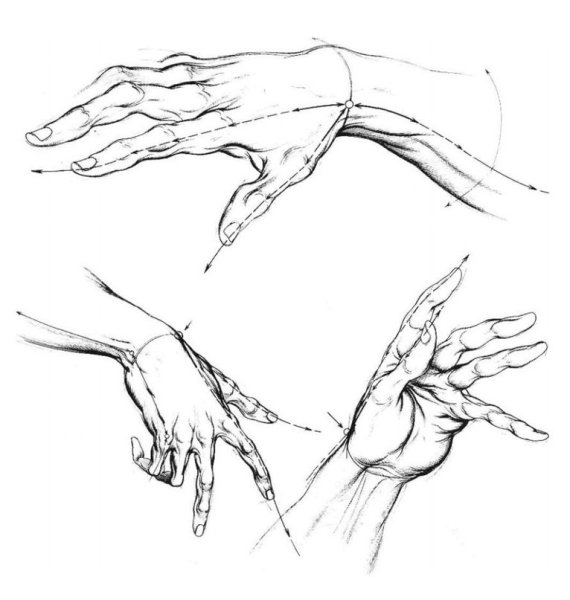 Кисти рук для рисования