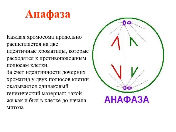 Анафаза митоза