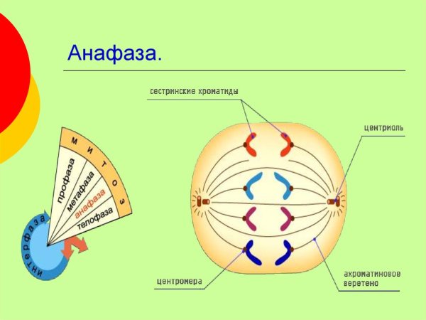Анафаза митоза набор