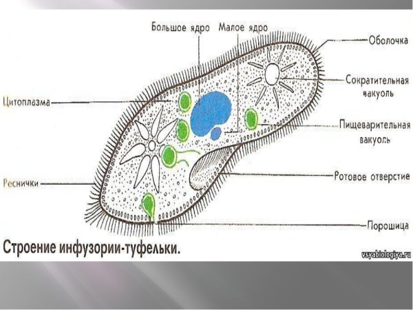 Строение инфузории туфельки 5 класс