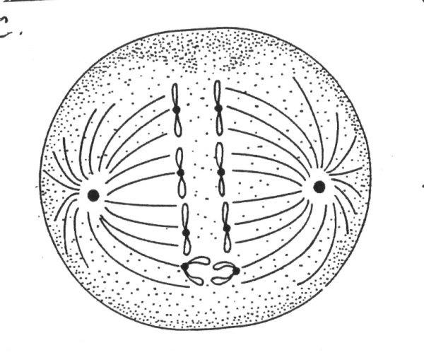 Анафаза митоза