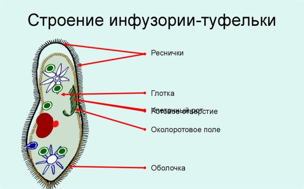 Инфузория туфелька 7 класс биология
