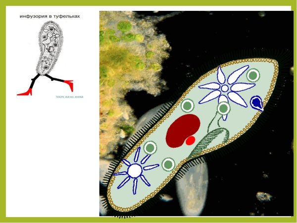 Инфузория-туфелька это бактерия