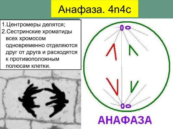 Анафаза 2 центромеры делятся
