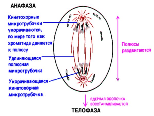 Анафаза строение